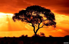 <strong>WisdomTree 将代币化基金的访问权限扩展到</strong>